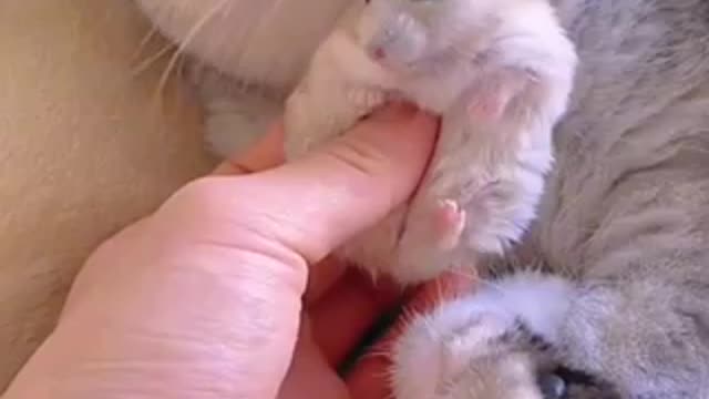 Cute Hamster And Cat Enjoying Each Other’s Company