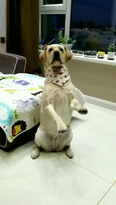 Alaskan malamute meets new baby for the first time cutest reactions