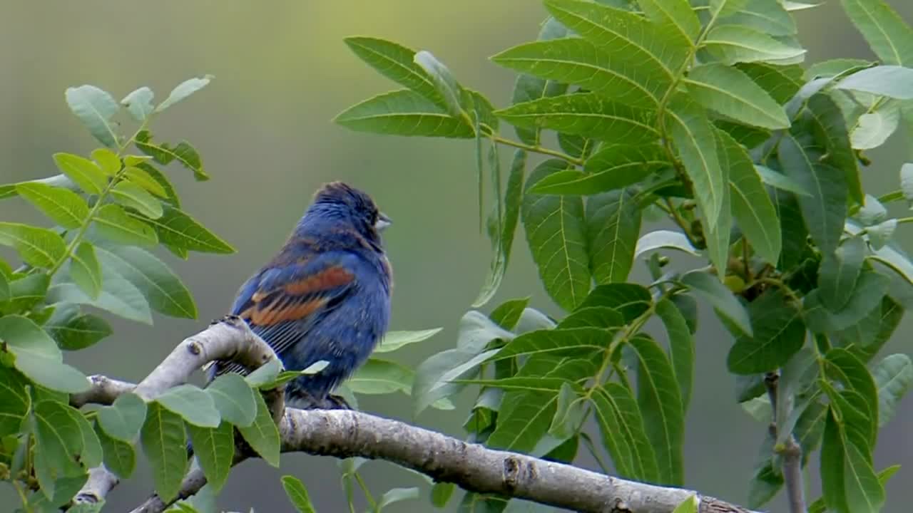 Blue-Grosbeak