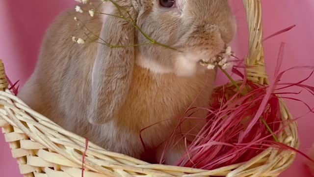 an-easter-bunny-inside-a-basket