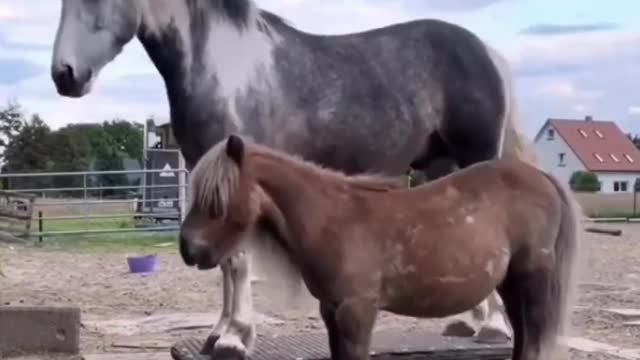 The horse is playing happily, very happy