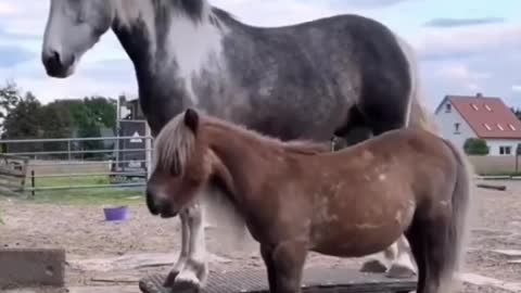 The horse is playing happily, very happy