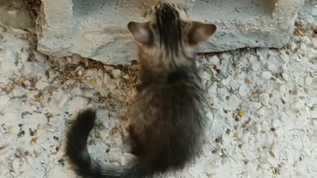 Two Kittens Playing Near A Hollow Block