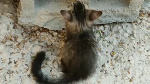 Two Kittens Playing Near A Hollow Block