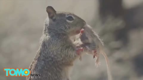 Herbivores Eating Meat