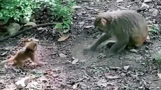 The monkeys eat