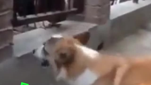 funny dogs and chickens full in love