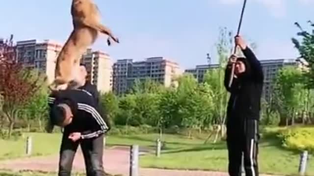 Awesome Dog Training