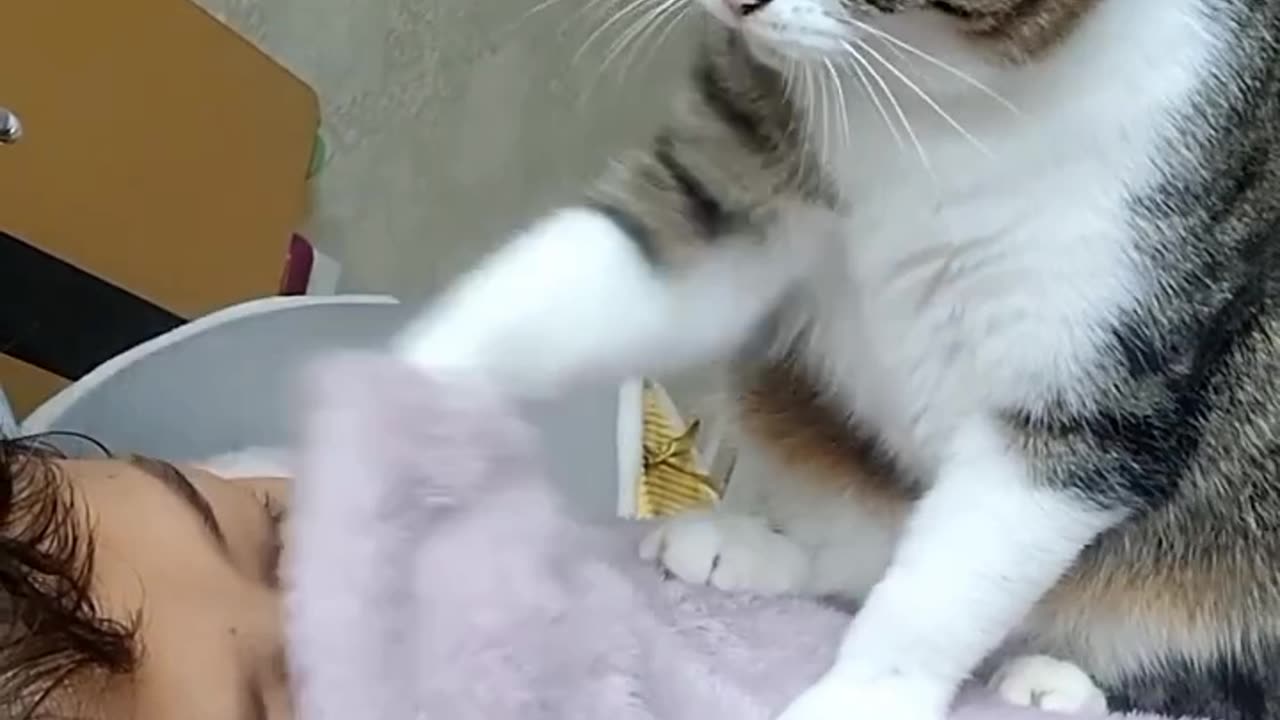 Funny cats, short, video, comment, viral, America, England, short, beutiful, cute, funny