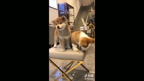 Funny and cute pet dogs