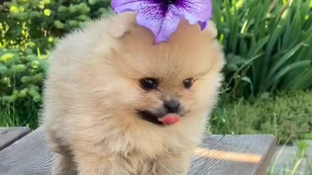 Dog Videos | Cute Animals | Tv For Dogs #shorts #animals #dog