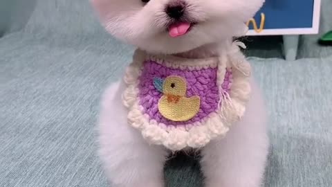 Cute teacup dog