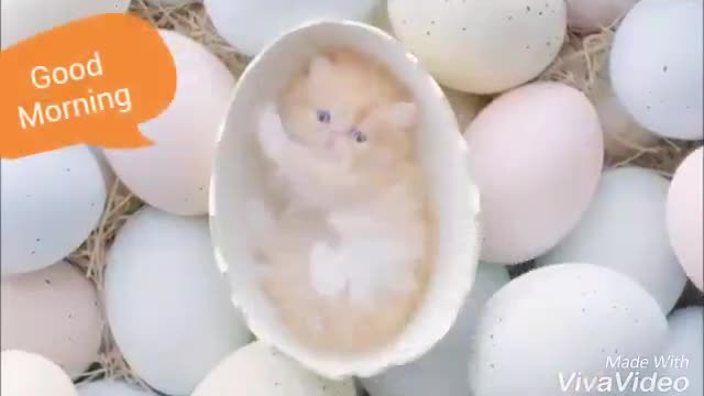 Good morning wishes with cute cats a wonderful video ever