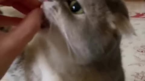 cat fanny