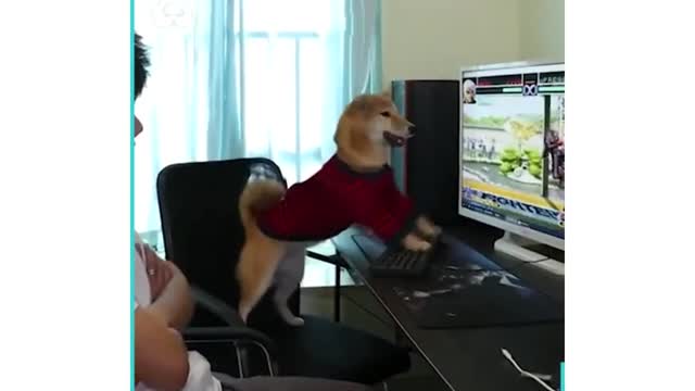 Cute Dog playing the computer game 2021