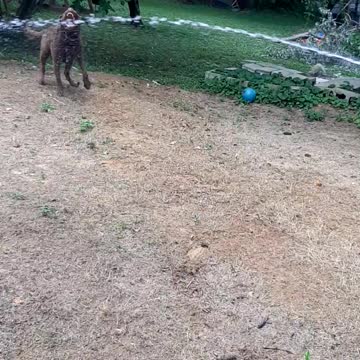Dog playing in hose spray