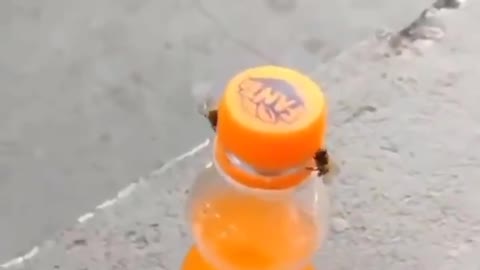 bees opening the cap 🤔🤔