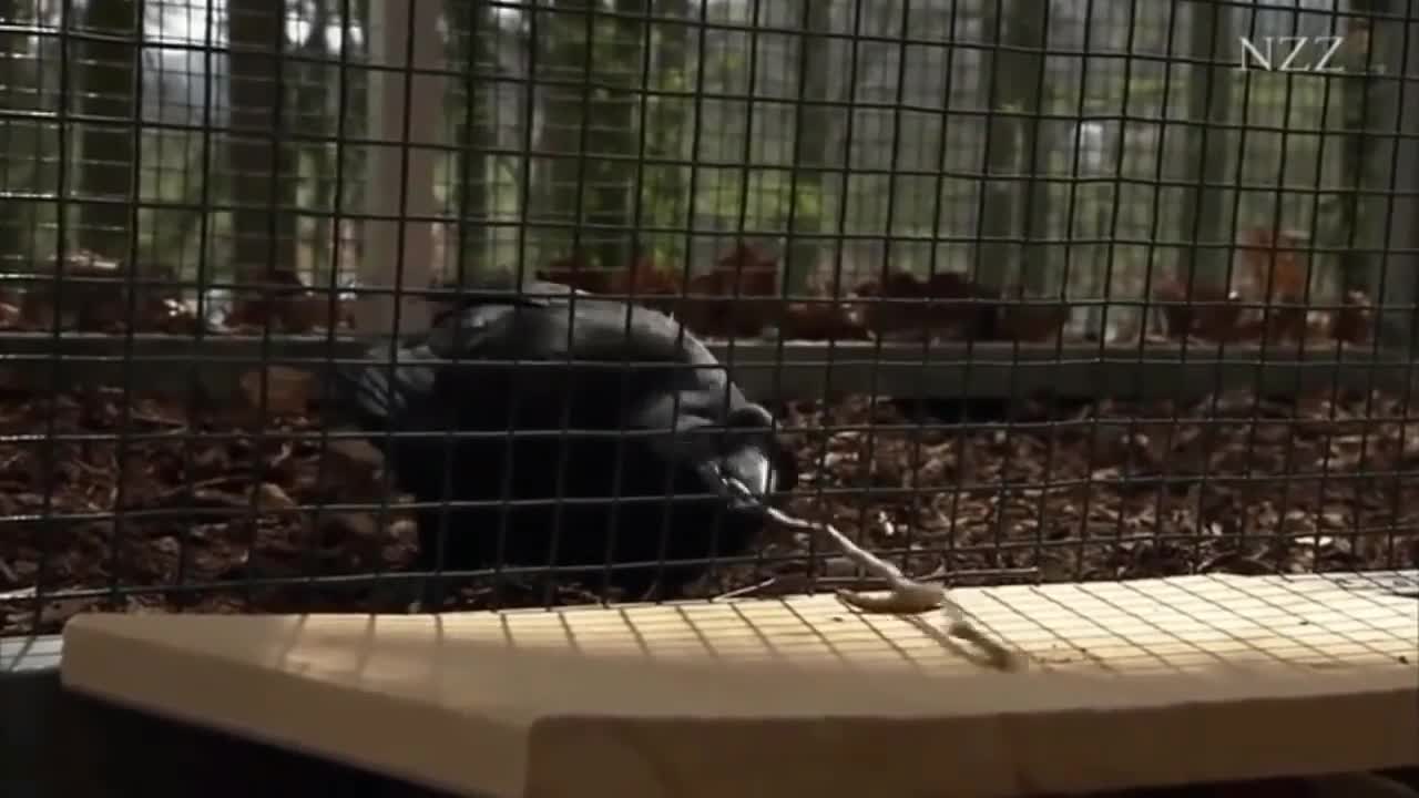 FUNNY Smart Animals Compilation