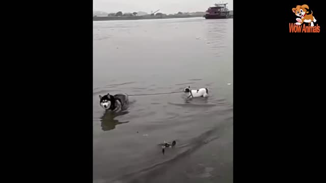 #1 Funniest Animals - Best Of The 2021 Funny Animal Videos