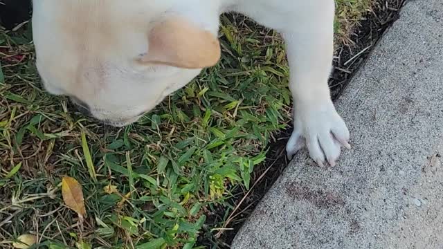 French bull dogs