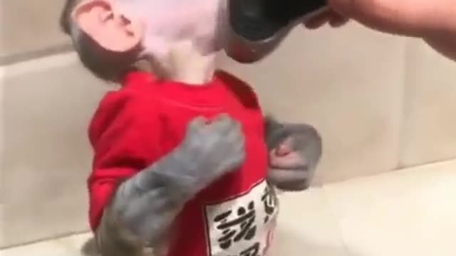 shave the monkey,incredibly funny and cute