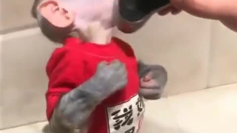 shave the monkey,incredibly funny and cute