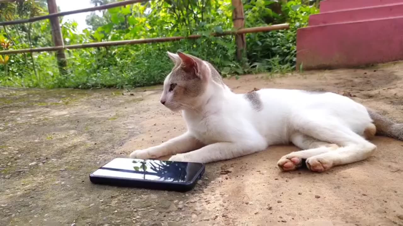 Cat hearing quran aayat #masa allah #subhan allah