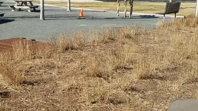 Video of a wooden horse at the Kennedy Center