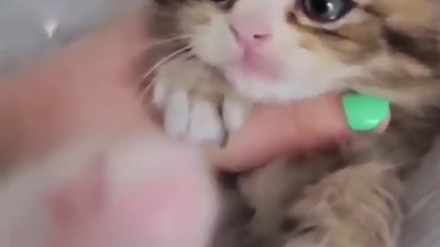 Funny Cats ✪ Cute and Baby Cats Videos Compilation :3