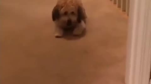 Hilarious collection of funny animal videos