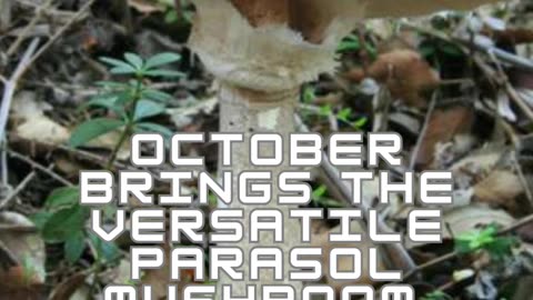 Unveiling Nature's Umbrella: The Allure of Parasol Mushrooms 🌿🍄