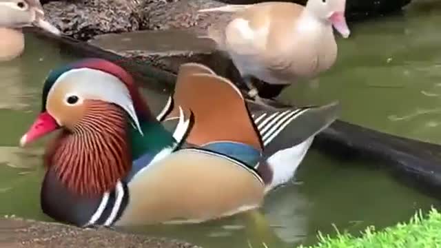 Nature miracle!
