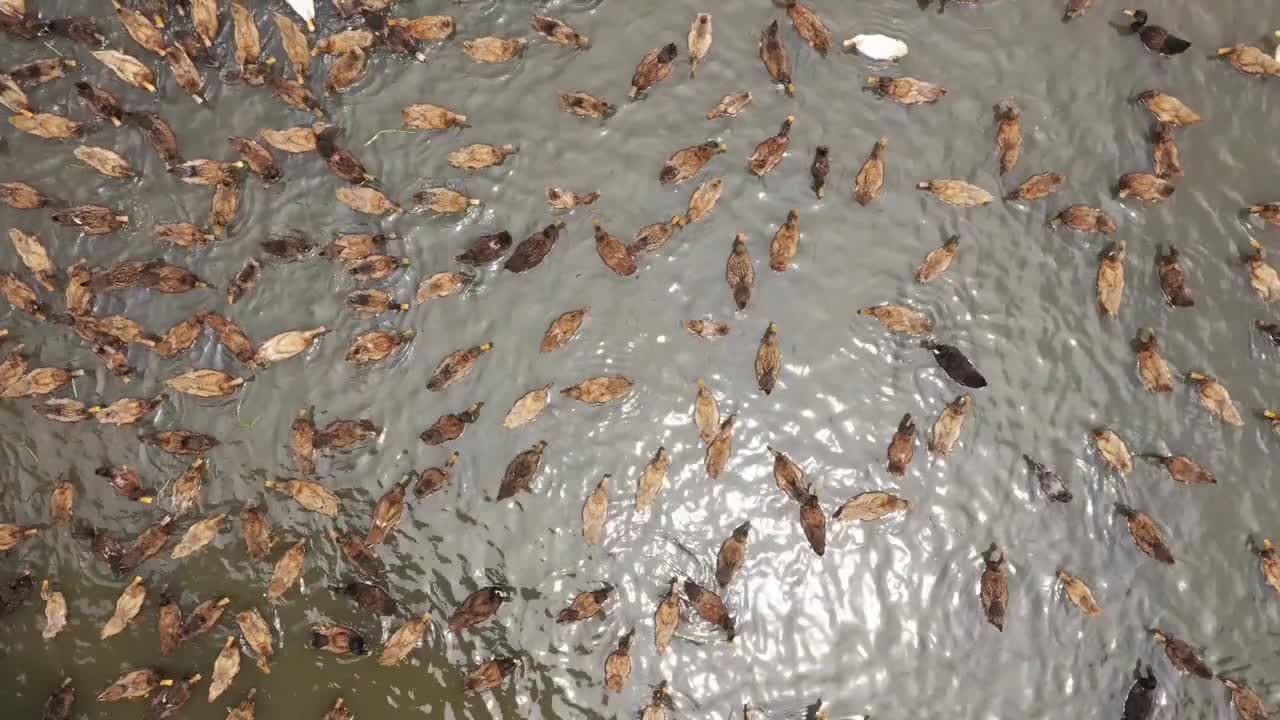 Aerial view of a fisherman standing on a canoe following a flock of ducks