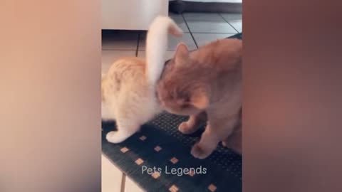 Funniest animals