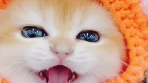 Cute Cat