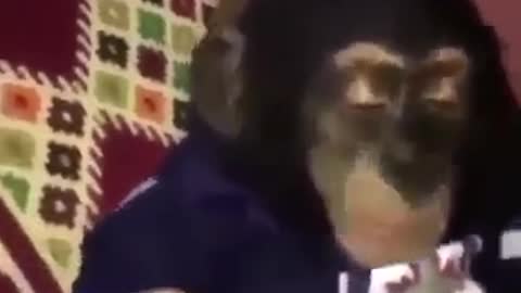 Must watch monkey