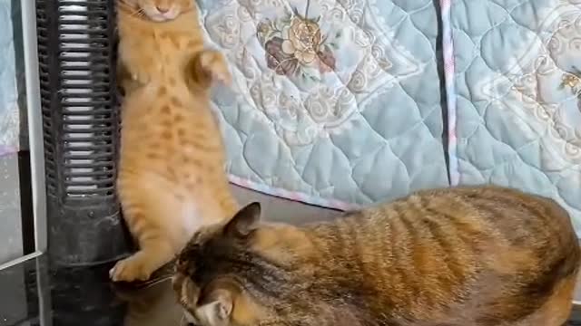 The kitten doesn't know it will shed hair, it just wants to rub you