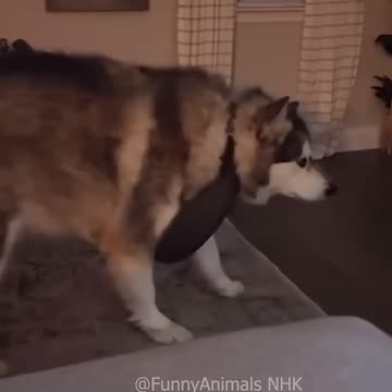 Funny cat and dogs 😂😂