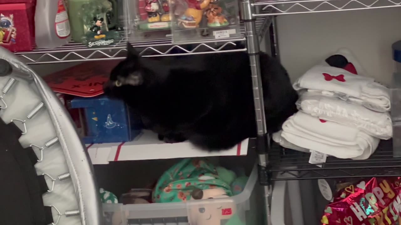 Adopting a Cat from a Shelter Vlog - Cute Precious Piper Really Gets into Taking Inventory