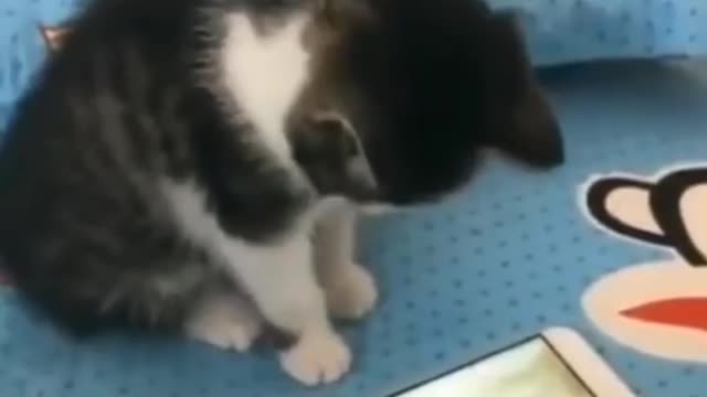 Cute cat