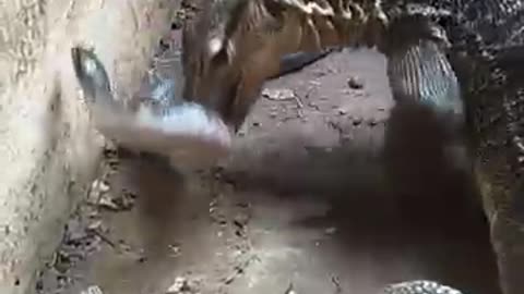 Lizard eats the biggest snake