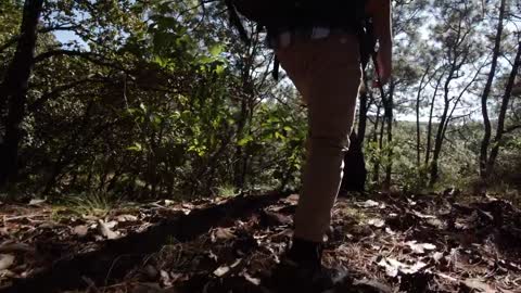 Through the forest