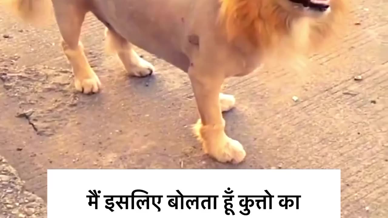 Dog change into Lion 😀😀😀