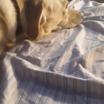 cute dog sleeping pt 3