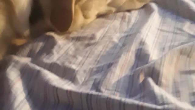 cute dog sleeping pt 3