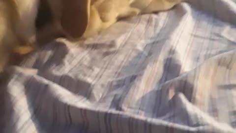 cute dog sleeping pt 3