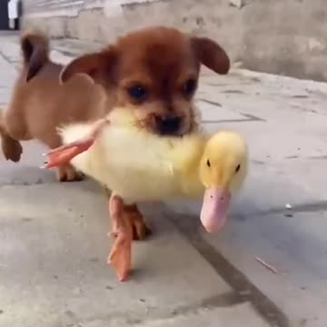 DOG AND DUCK