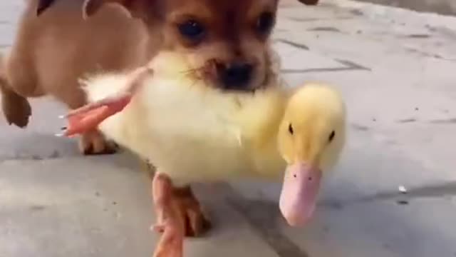 DOG AND DUCK