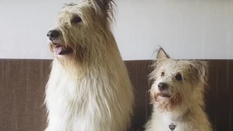 Cute dog and puppy sitting on the chair