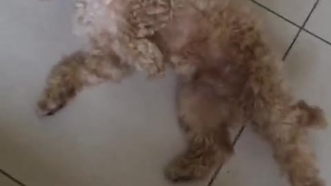 White dog playing dead on ground